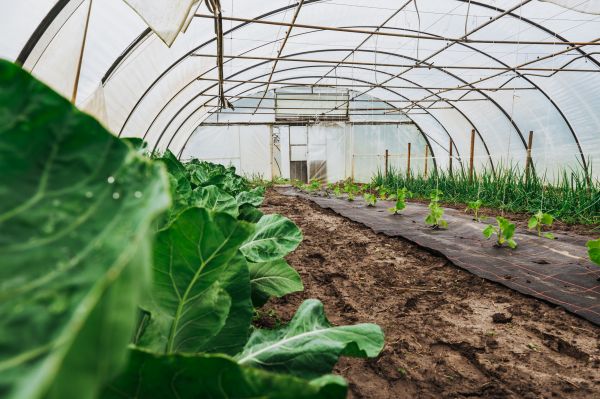 Greenhouse Demolition in State College